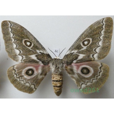 Gonimbrasia tyrrhea (Cramer, 1775) female ex. ovo South Africa 98mm4c